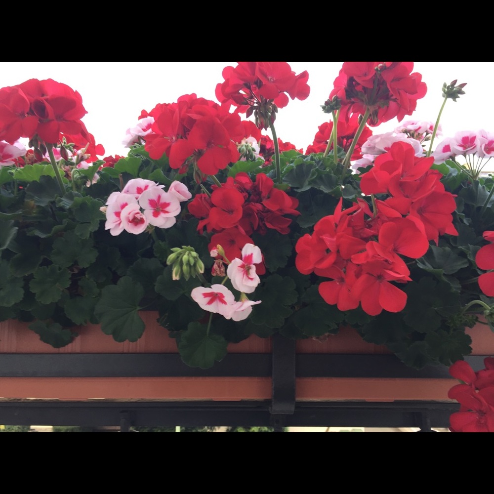 Meet your Posher, Nerissa